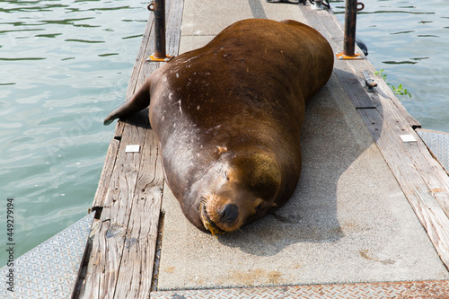 California Sea Lion sleeping on boat dock.