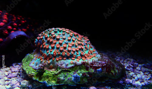 Meteor shower Cyphastrea stony coral - Cyphastrea sp. photo