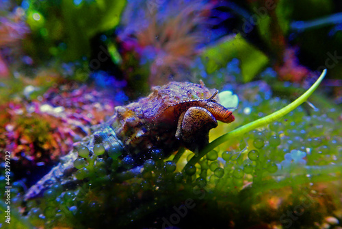Cerith sand sea snail - Cerithium Caeruleum photo