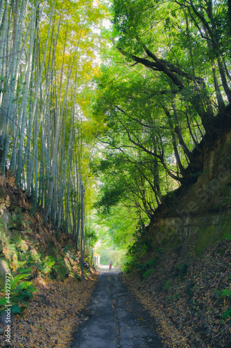 Green bamboo forest rustling by the summer wind in Kanagawa  Japan.