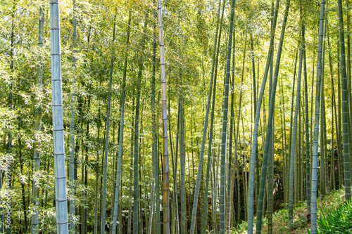 Green bamboo forest rustling by the summer wind in Kanagawa, Japan. © Karori Production