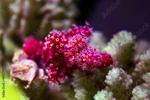Chili Non-photosynthetic soft Coral - (Nephthyigorgia sp.) 