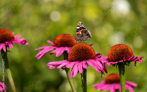 Stunning pink echinacea purpurea flowers, also known as coneflowers or rudbeckia. A red admiral butterfly perches on top. Photographed at a garden in Surrey UK.