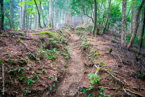                                                                          Scenery of climbing Mt. Kawanori-yama in Okutama-cho  Nishitama-gun  Tokyo.