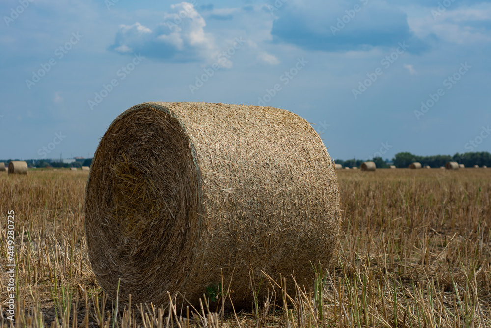 Haystacks are collected from the field in summer against the background of the sky with clouds.