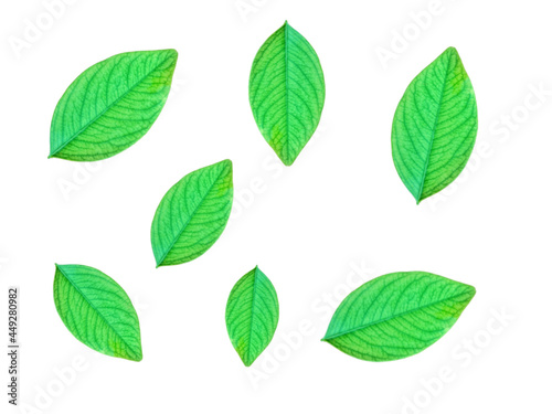 green leaves isolated on white © Siripan