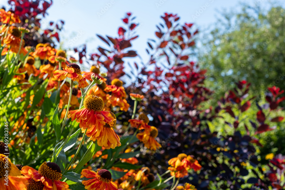 Rudbeckia hirta helenium flowers, also known as Black Eyed Susan. Photographed at a garden in Surrey UK, on a sunny day in mid summer.