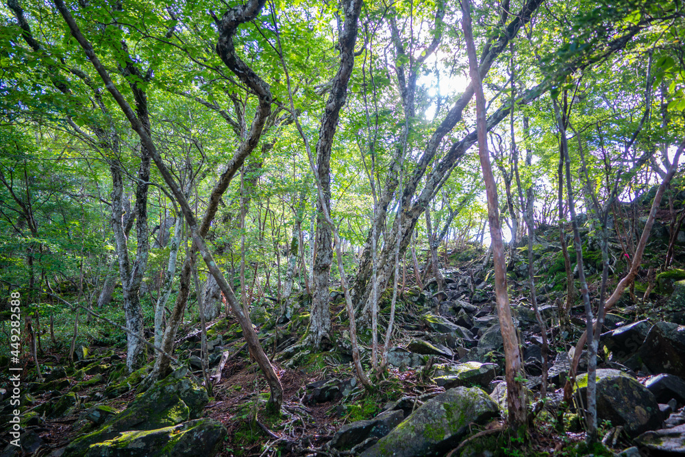 群馬県前橋市、桐生市にある赤城山、黒檜山、地蔵岳を登山している風景  Scenery of climbing Mt. Akagi, Mt. Kurobi-san and Mt. Jizo-dake in Maebashi and Kiryu, Gunma Prefecture. 