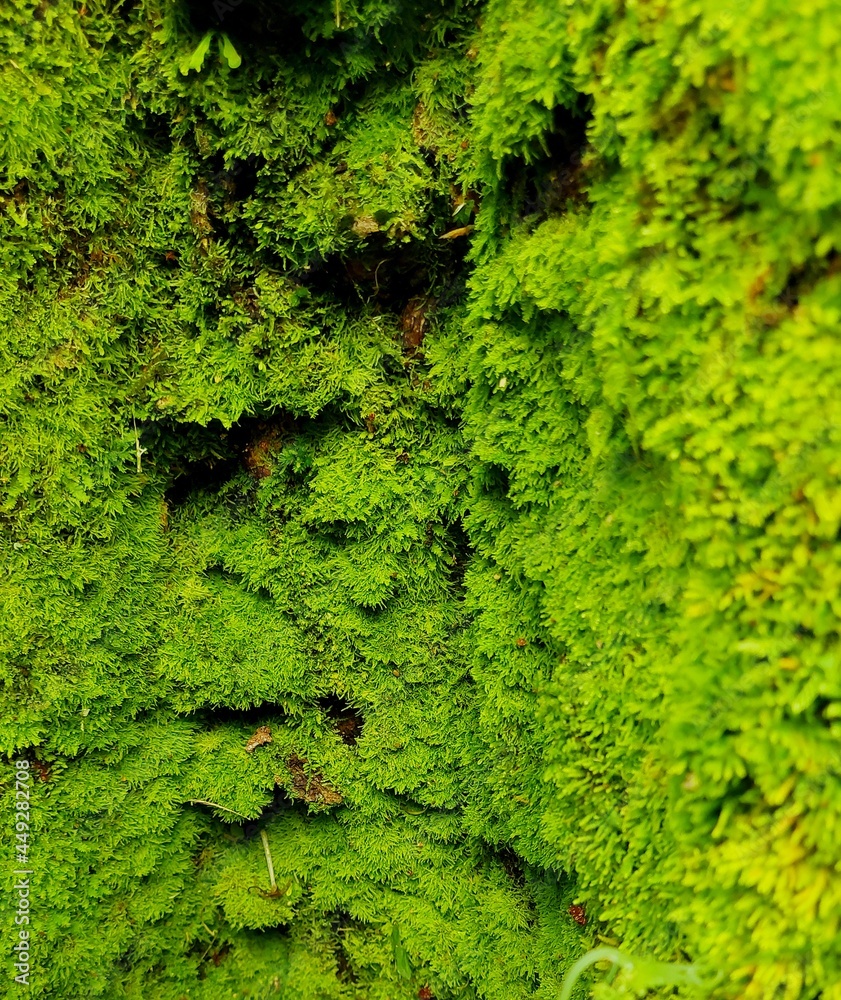 Fototapeta premium green moss on the wall