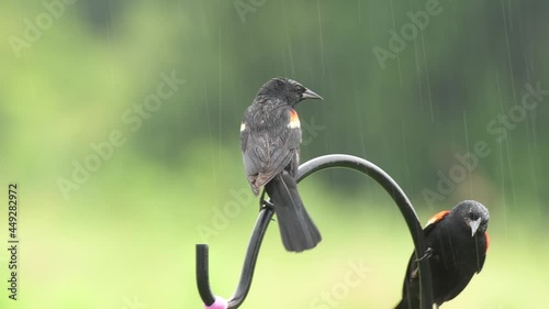 Two Red-winged Blackbirds on a shepherd's hook in summer rain, with the bigger, dominant one chasing off the smaller bird