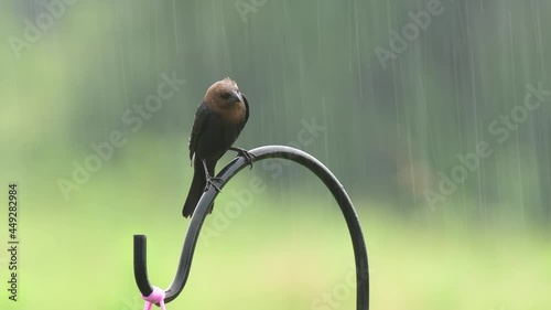 Brown-headed Cowbird on top of a shepherd's hook in summer rain