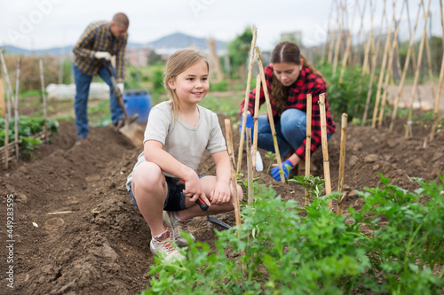 Cute little girl working with family on backyard garden at warm day, digging soil using trowel