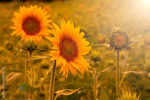 Sunflowers bloom in a sunflower field in the light of sunset.