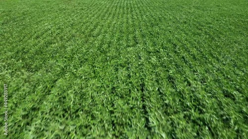 soybean field by drone