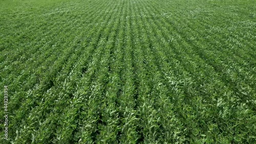 soybean field by drone