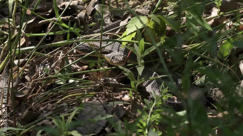 Wide angle view of a Plain-bellied watersnake, Nerodia erythrogaster, nearly invisible in underbrush Wide angle view of a Plain-bellied watersnake, Nerodia erythrogaster, nearly invisible in underbrush