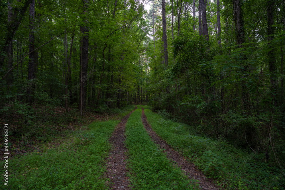 Obraz premium Road to nowhere. A road in the middle of the forrest.