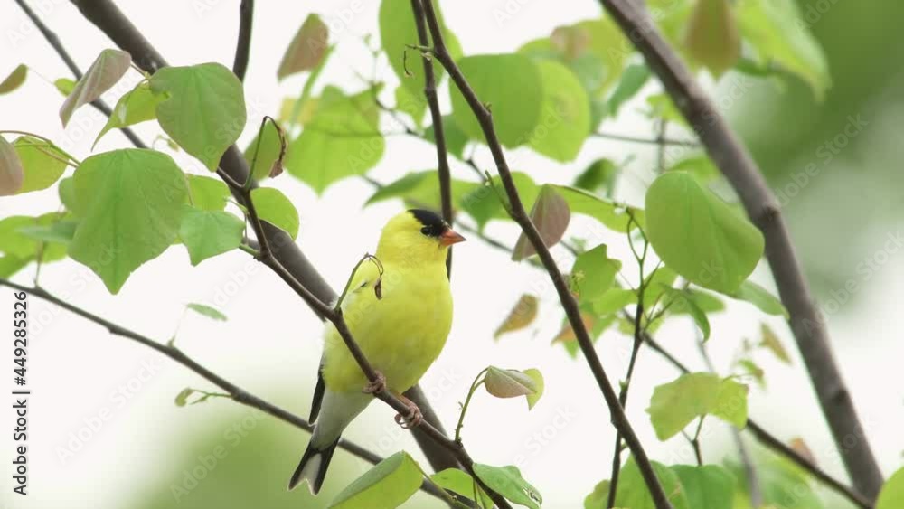 Male American Goldfinch sitting in a  small Redbud tree, calling