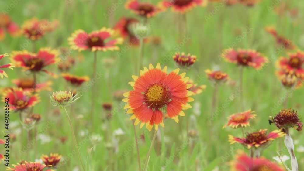 Indian Blanket flower, a native wildflower, blooming on a sunny summer meadow Indian Blanket flower, a native wildflower, blooming on a sunny summer meadow