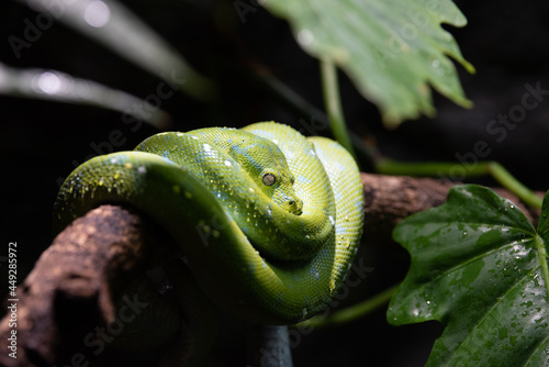 Australian Green Tree Python coiled up on a tree branch