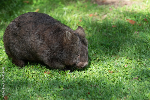 Native Australian hairy nosed wombat foraging in the grass