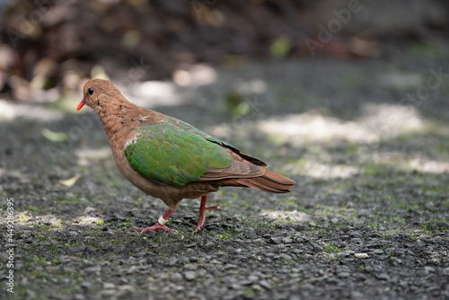Australian native rose crowned fruit dove