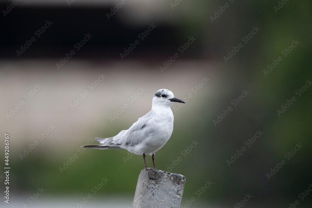 Obraz premium black headed gull