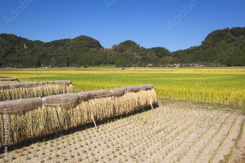 蒲生町米丸の田園地帯 掛け干し 