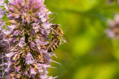 Honeybee Feeding on Anise Hyssop Flowers