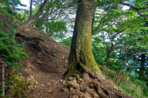 神奈川県伊勢原市、秦野市、厚木市の大山を登山している風景 Scenery of climbing Mt. Oyama in Isehara City, Hadano City, and Atsugi City, Kanagawa Prefecture. photo