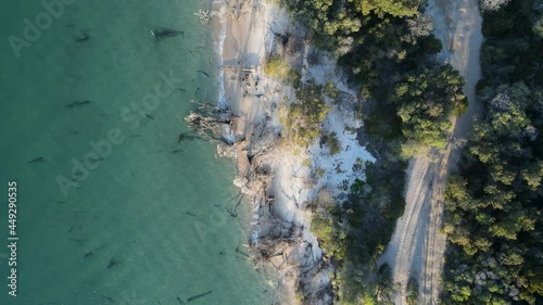 4wd track next to a pristine lake leading into a coastal vegetated bushland. High drone view looking down photo