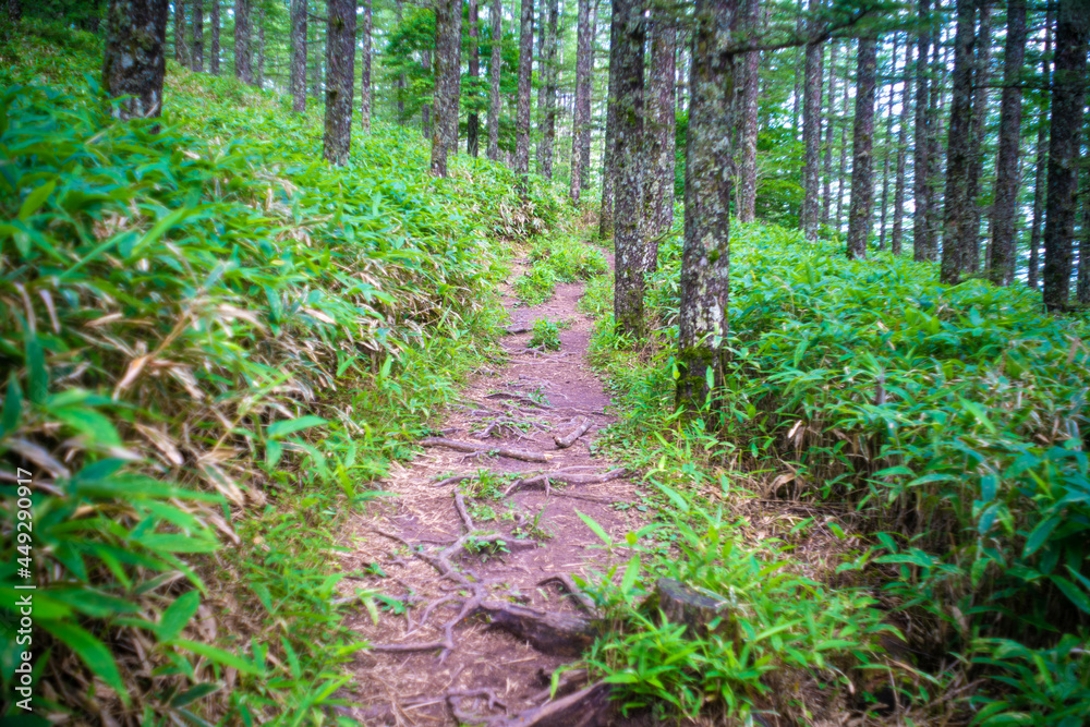 山梨県北杜市の日向山を登山している風景 A view of climbing Mount Hyuga in Hokuto City, Yamanashi Prefecture. 山梨県北杜市の日向山を登山している風景 A view of climbing Mount Hyuga in Hokuto City, Yamanashi Prefecture.