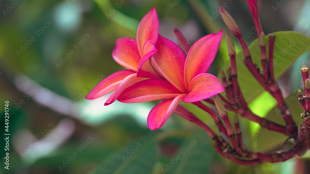 Fototapeta premium pink flower