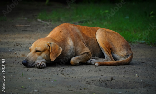 a sad dog image in park