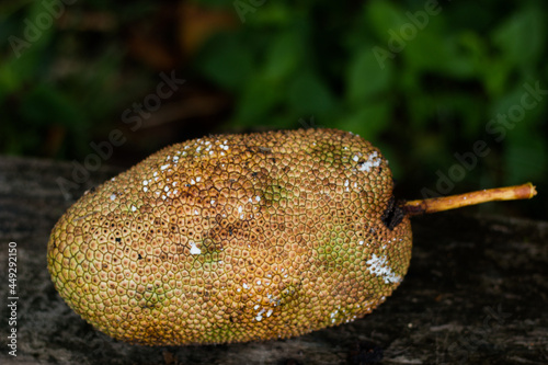 Champada, a fruit with a strong smell of the south, resembles a jackfruit.