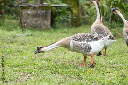 Thai geese stretching their necks for food on the grass