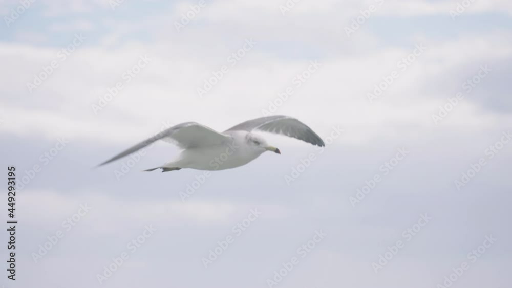 Seagull Soaring Above The Water On A Fine Weather. close up Seagull Soaring Above The Water On A Fine Weather. close up