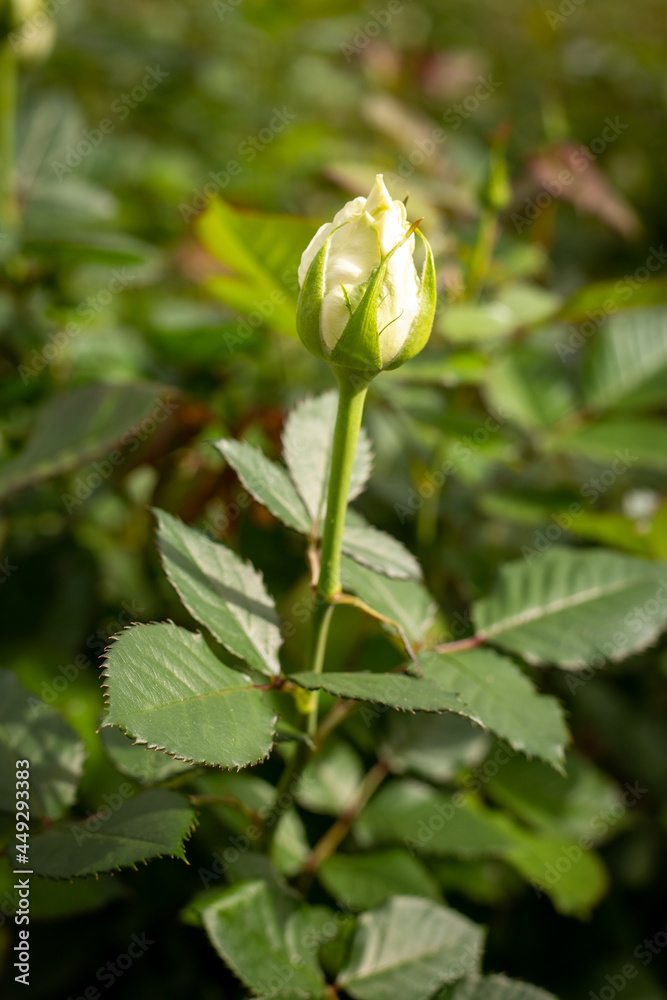 Close up of one of many white roses being grown on a large scale in a glasshouse to make bouquets and supply florists, New Zealand