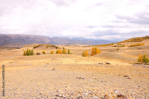 Hilly autumn steppe with rare yellowed larch trees at the foot of the mountain range.