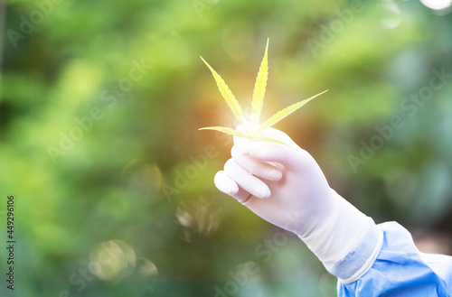 Hand holding cannabis leaves on bokeh background. . Medical marijuana in the world. Green cannabis in a cannabis farm photo