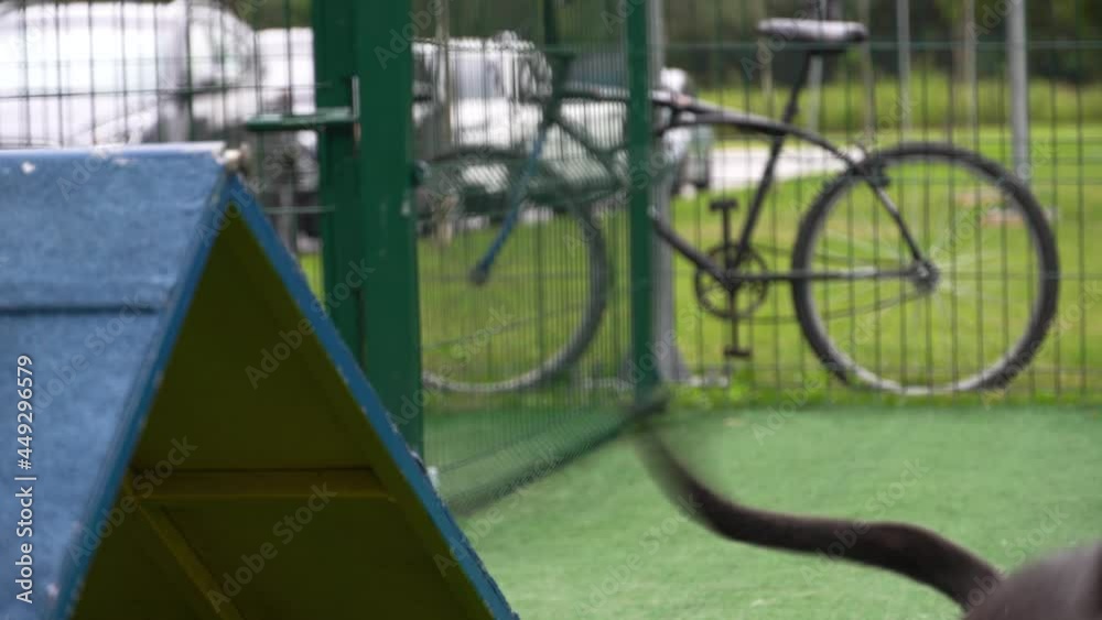 Pit bull dog playing in the park. Going up the ramp to exercise. Pit bull dog playing in the park. Going up the ramp to exercise.