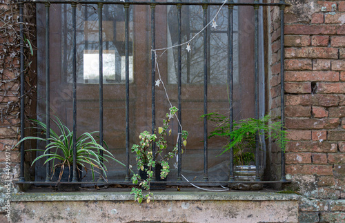 old window with bars and plant in an old time house in winter