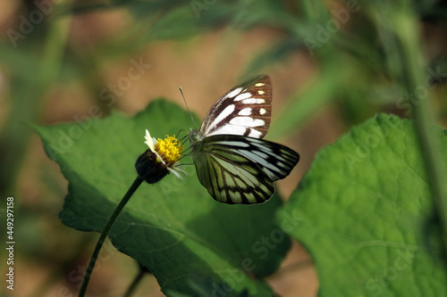butterfly on a flower © malik