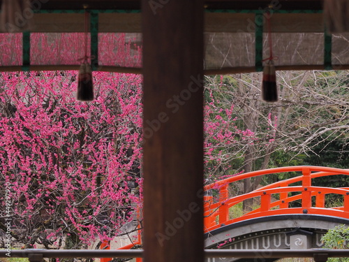 下賀茂神社で満開の梅花