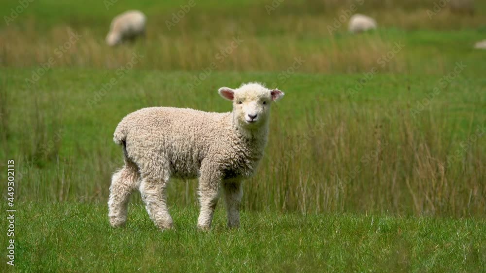 Cute little sheep grazing on green meadow and looking at camera,close up Cute little sheep grazing on green meadow and looking at camera,close up