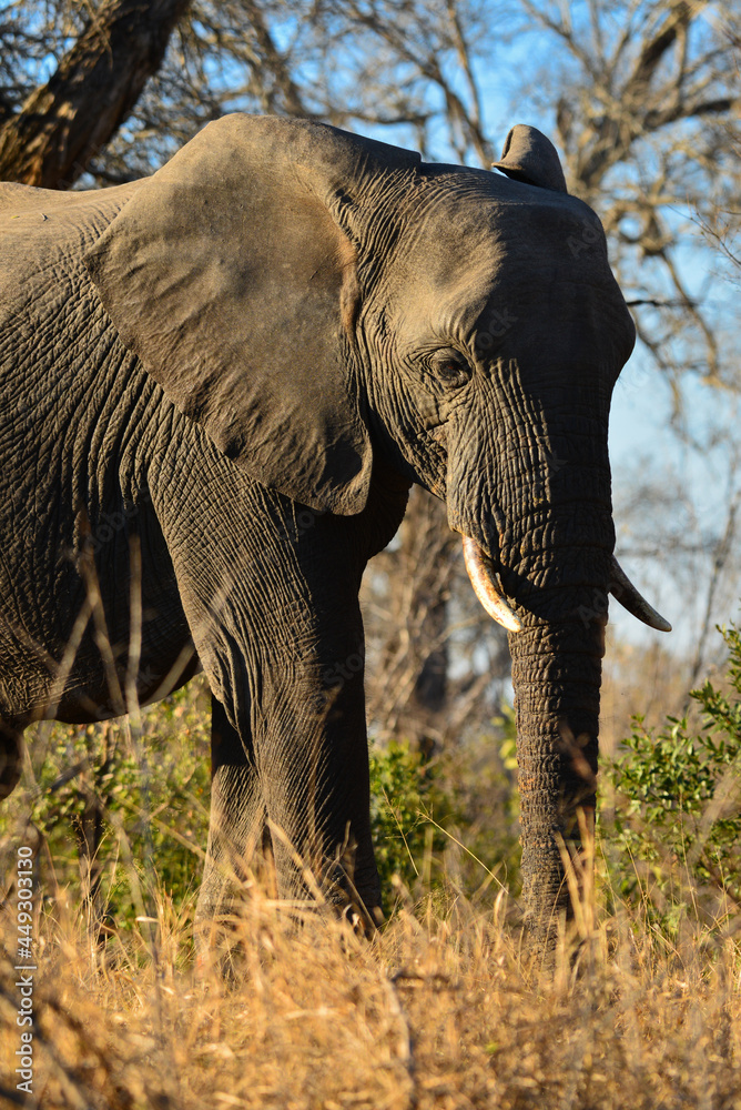 Fototapeta premium An African elephant (Loxodonta africana) roaming the woodlands at sunrise, southern Kruger National Park, South Africa