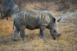 A young white rhino feeding on dry grass on the woodlands of the Greater Kruger area, South Africa