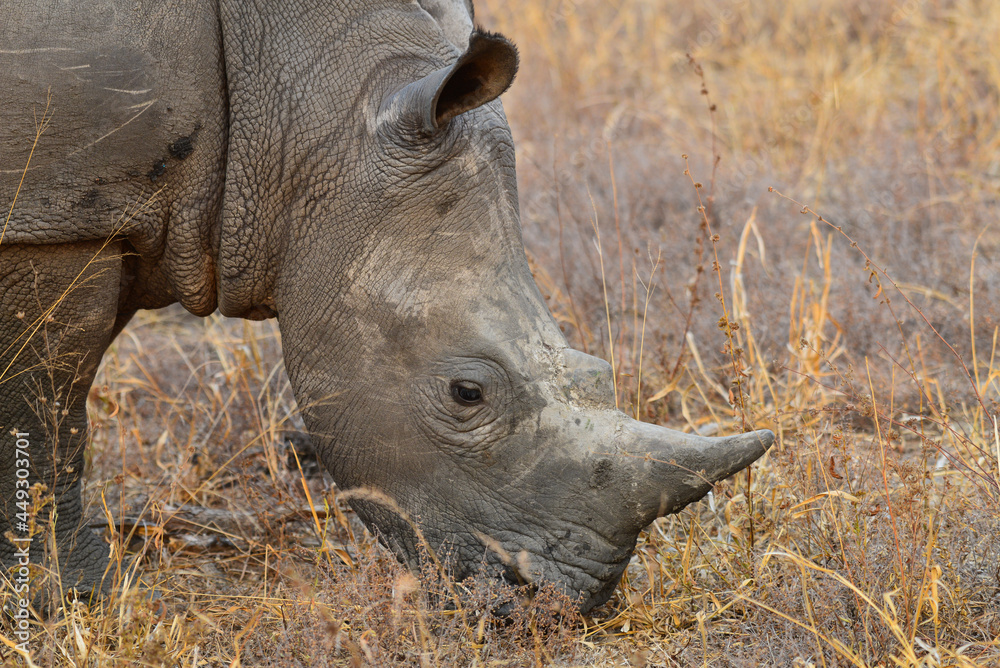 Obraz premium A white rhino feeding on dry grass at sunset on the woodlands of the Greater Kruger area, South Africa