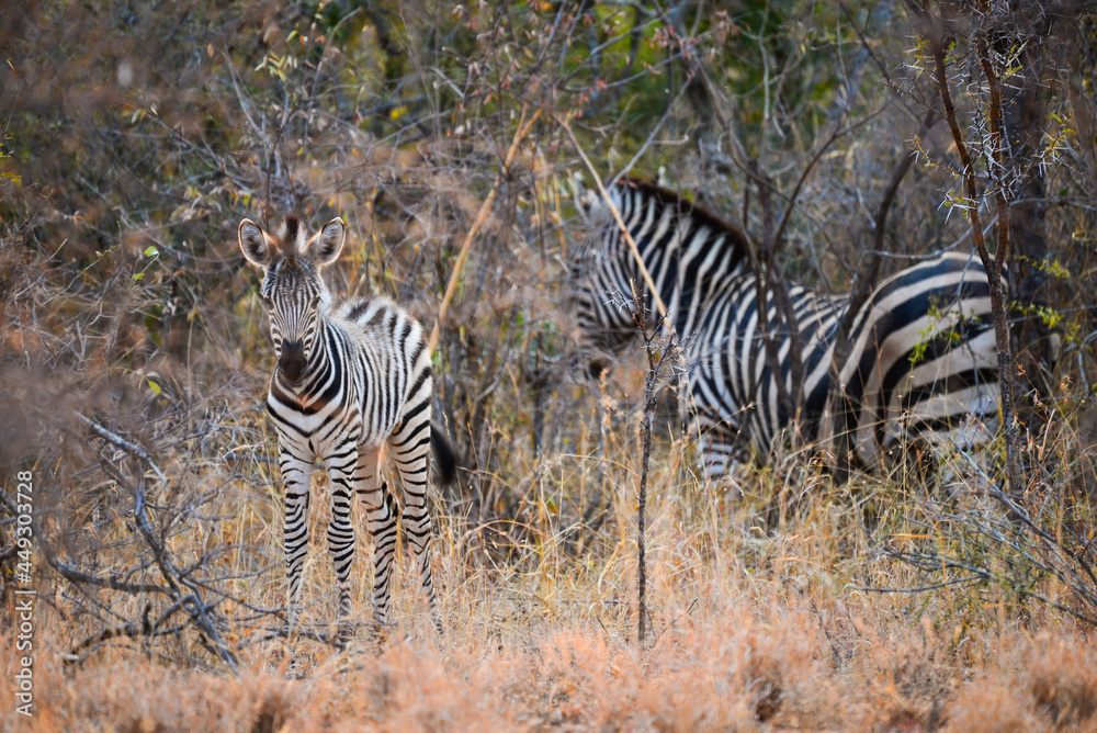 Obraz premium A Burchell's zebra foal along with an adult at dawn on the woodlands of the Greater Kruger area, South Africa