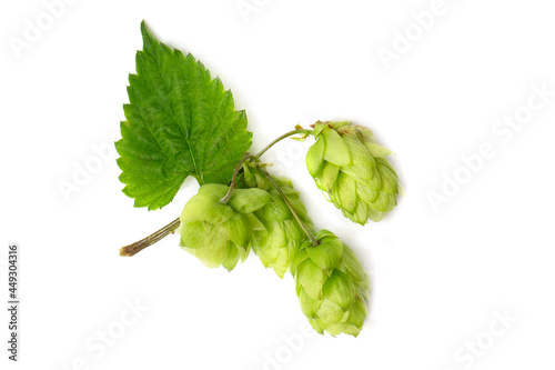 Cones of flowering hops close-up. Ingredient in the beer industry.